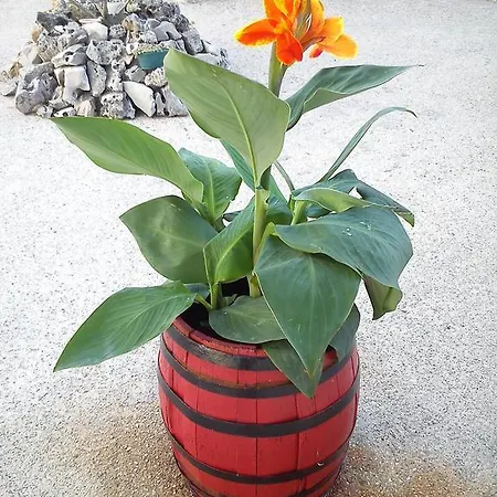 Vukusic Crikvenica