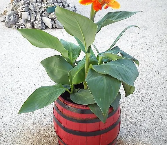 Vukusic تْسْغيكفانِتْسا